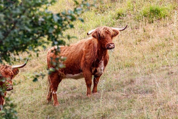 Highland cow