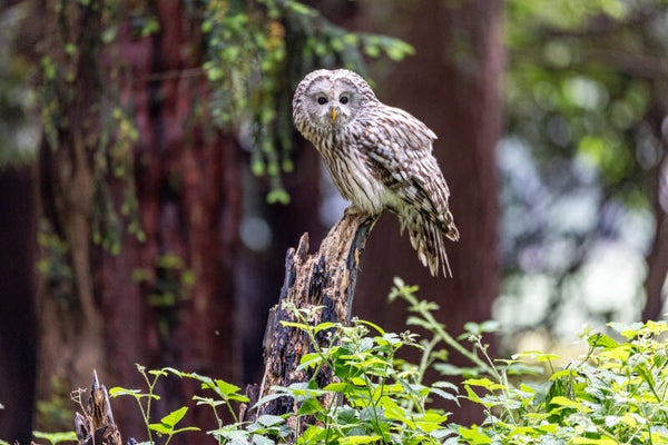Ural Owl