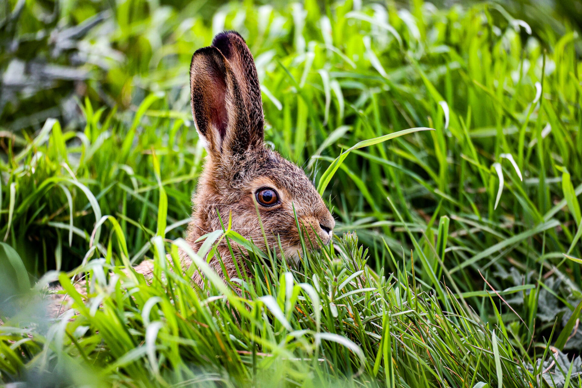 Hare