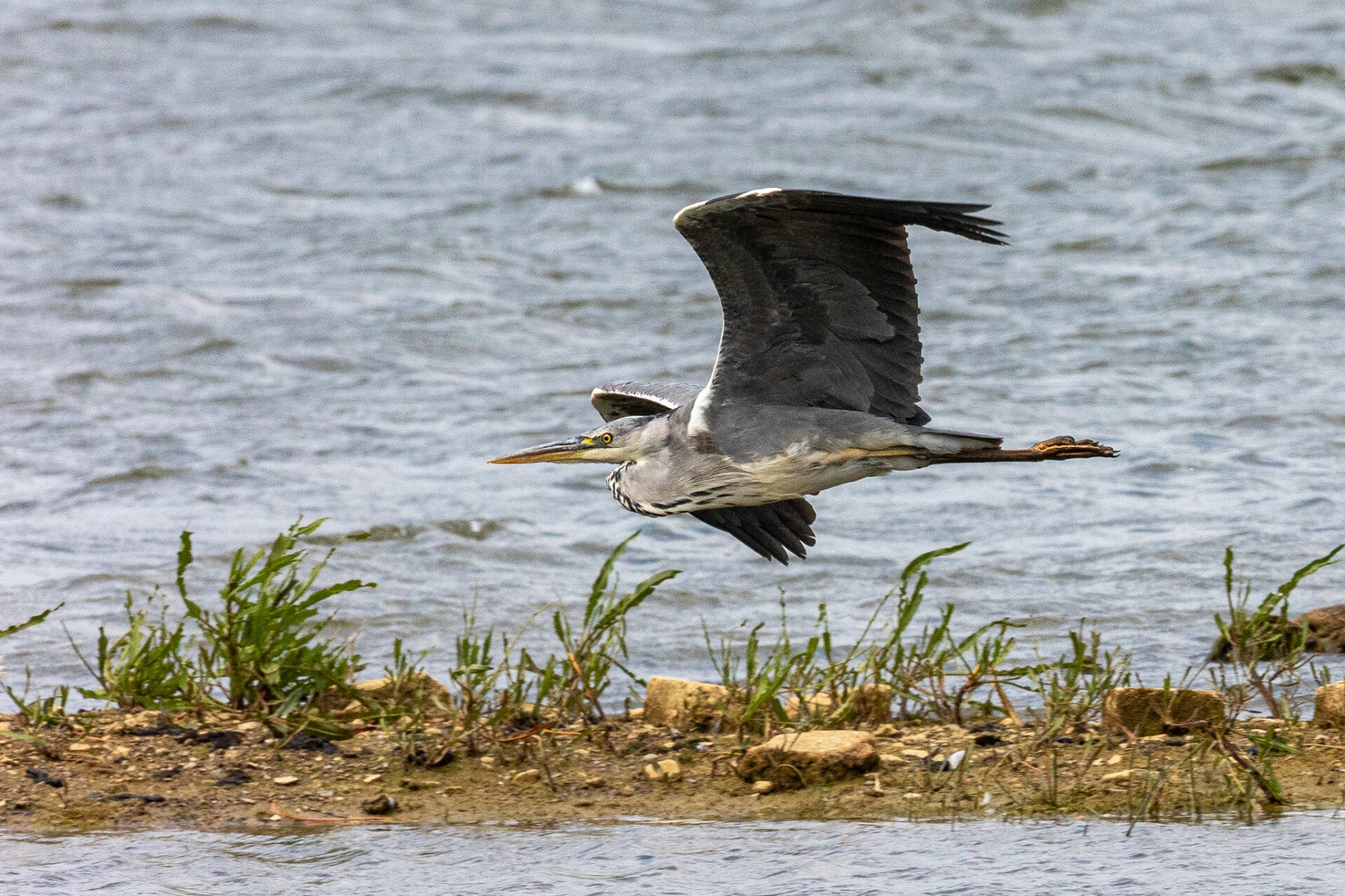 Heron