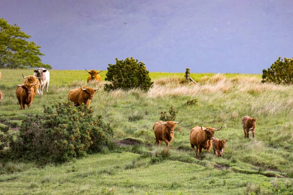 Field full of Highland cows
