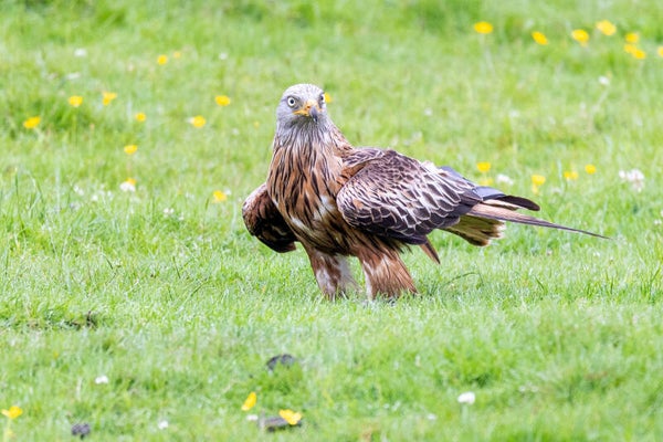 Red kite