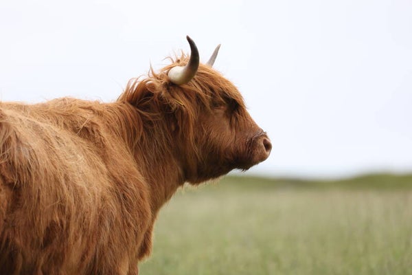 Highland Cow