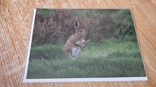 Hare Card