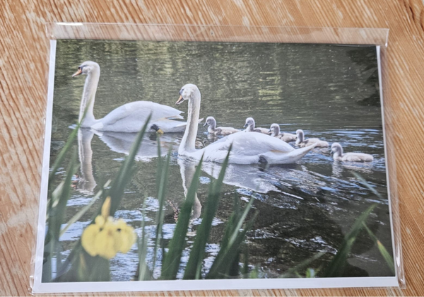 Blank Swan Card
