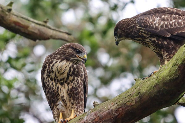 Buzzard