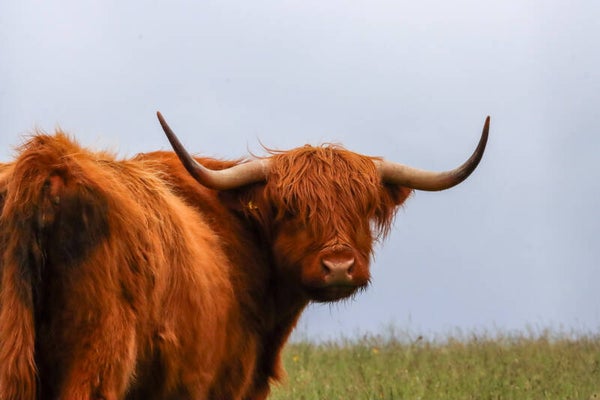 Highland cow