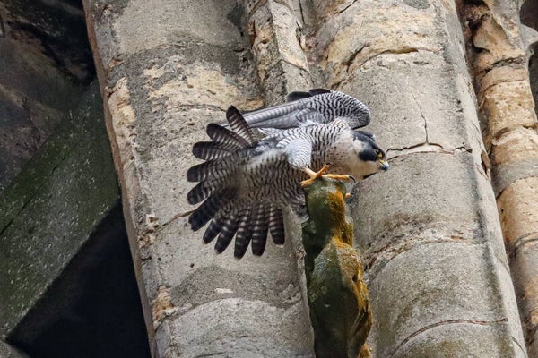 Peregrine Falcon