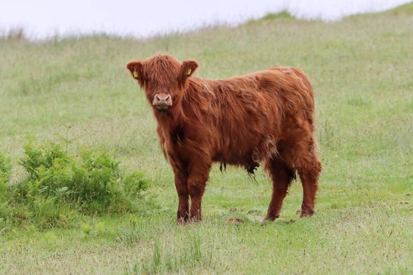 Young highland cow