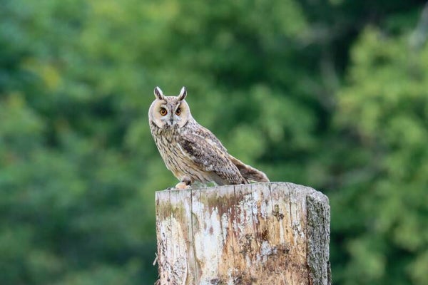 Long eared owl