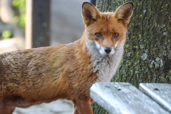 Fox