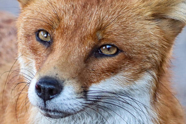 Fox