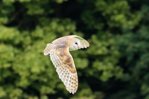 Barn owl