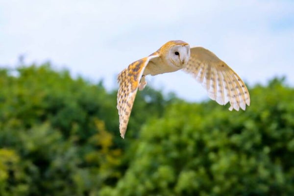 Barn owl flying