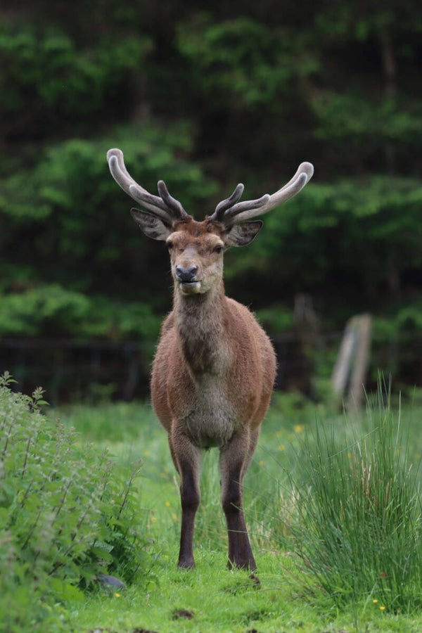 Stag in the highlands