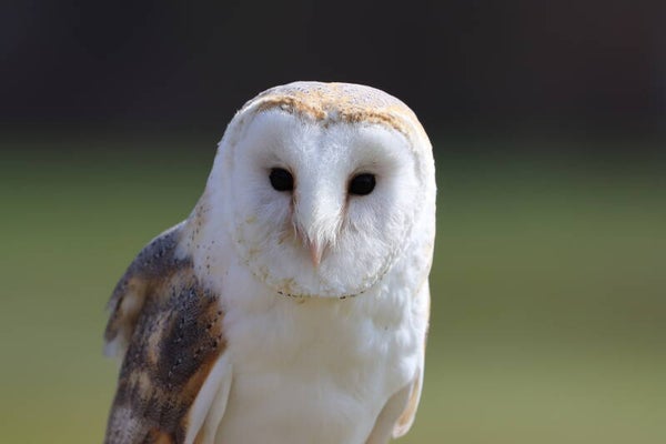Barn Owl