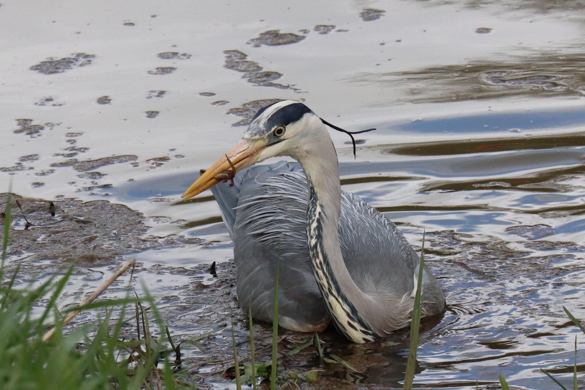 Heron with fish