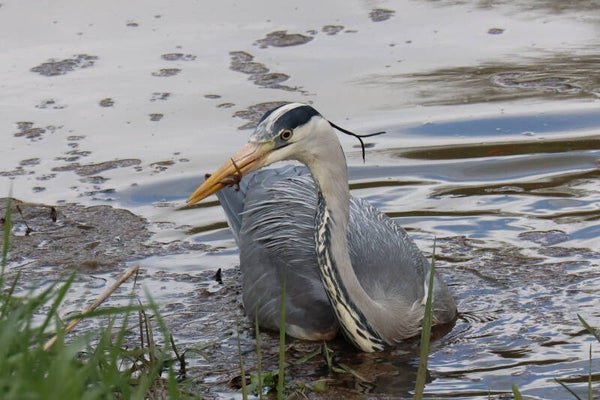 Heron with fish