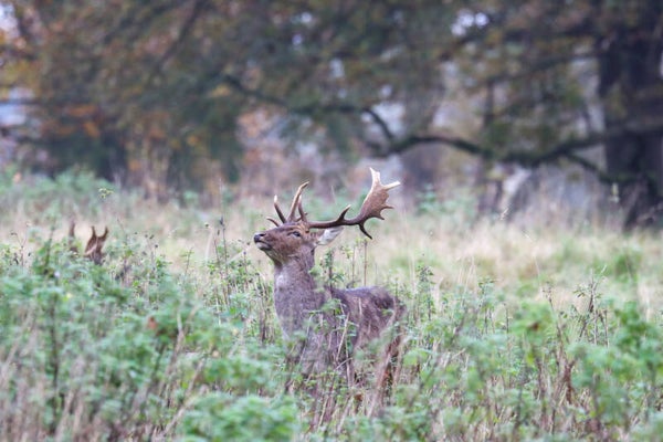 Stag