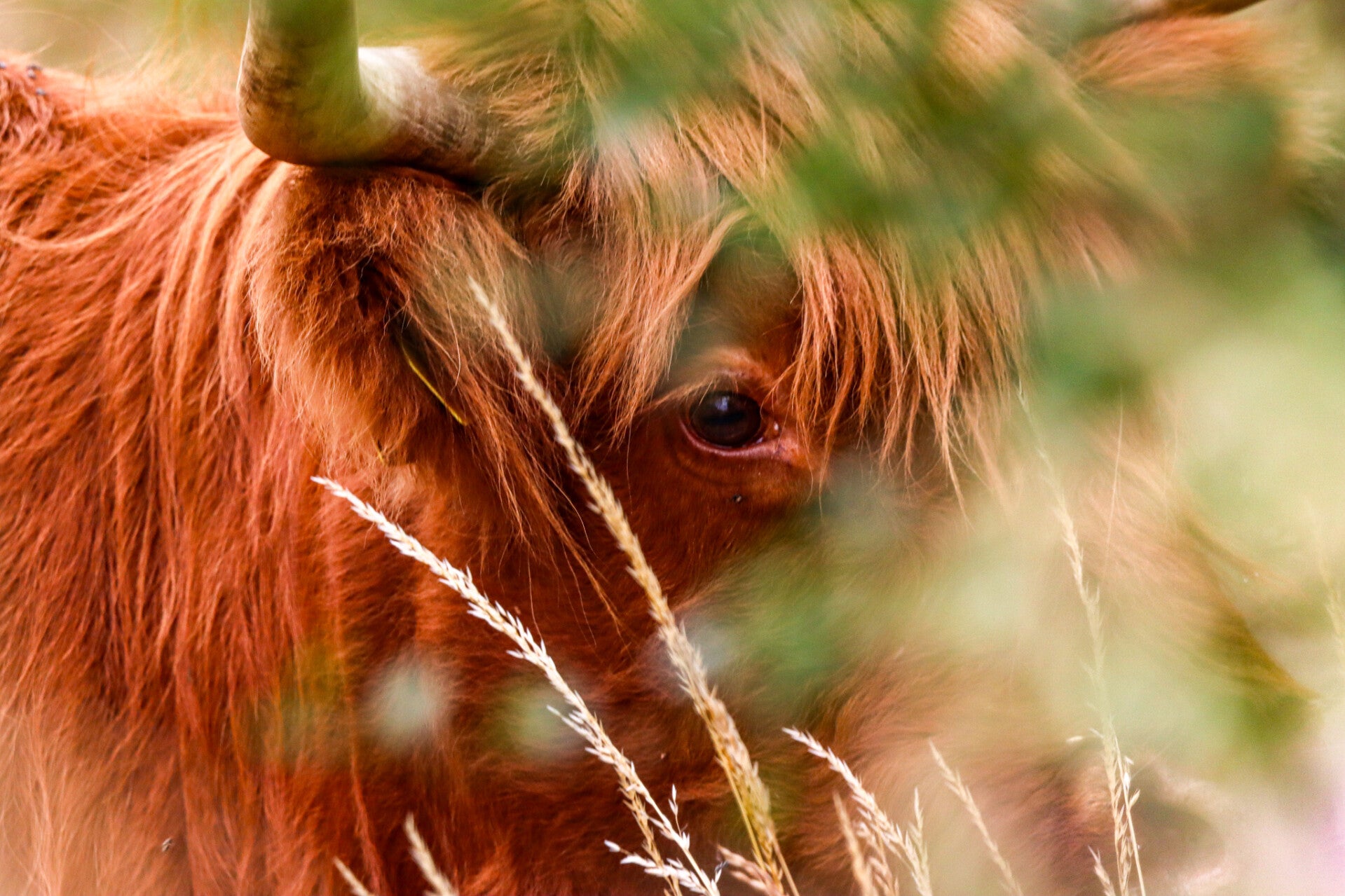 Highland Cow close up
