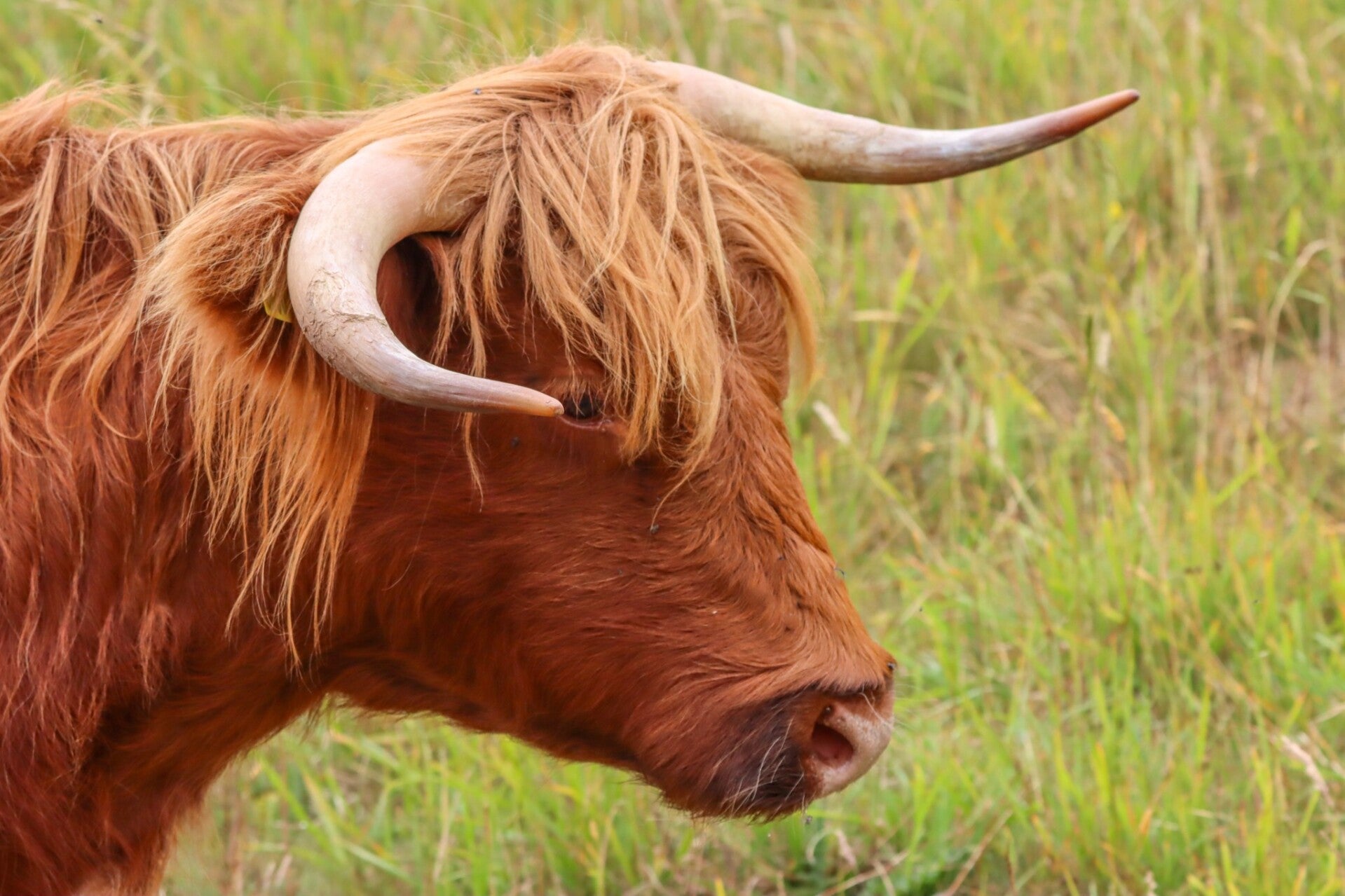 Highland Cow