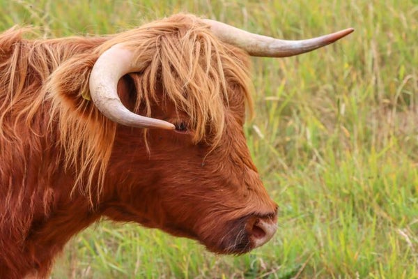 Highland Cow