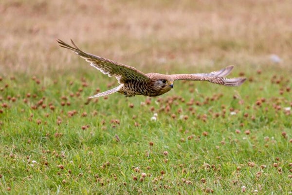 Kestrel