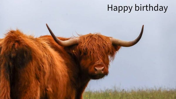 Highland Cow Birthday Card