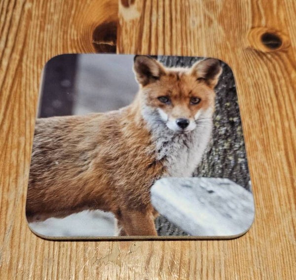 Fox Coaster