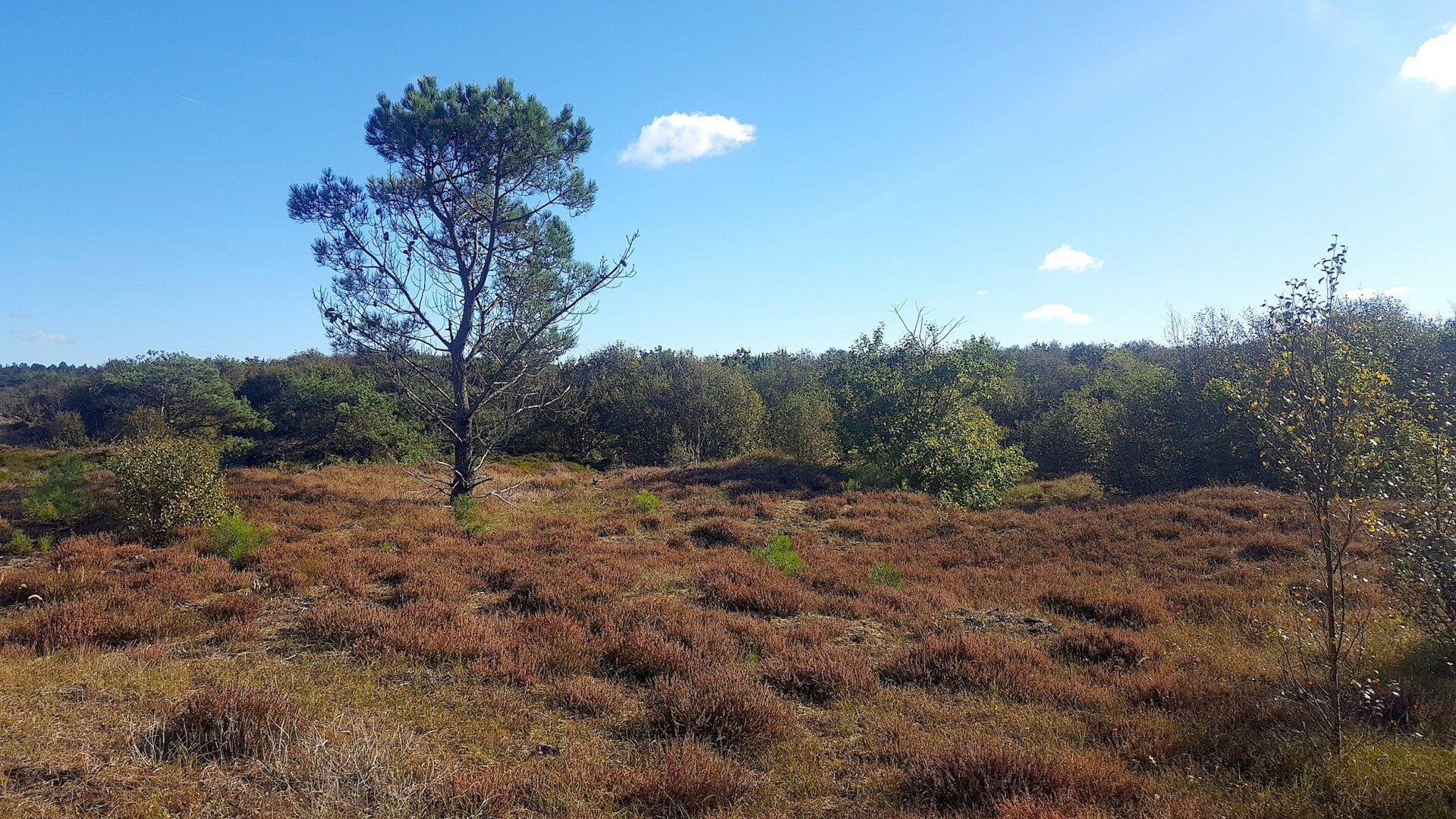 heide-standard.jpg