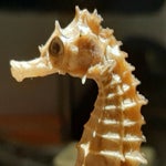 proceszeepaard.jpg