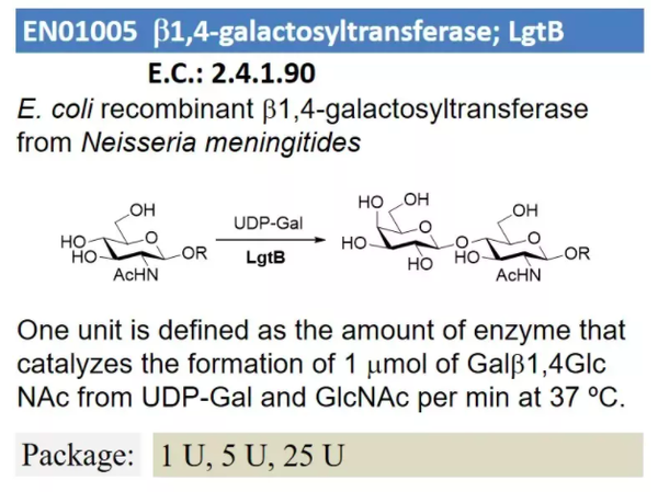 β1, 4-galactosyltransferase; LgtB