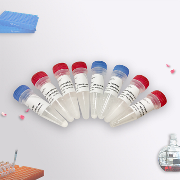 T7 RNAi Transcription Kit