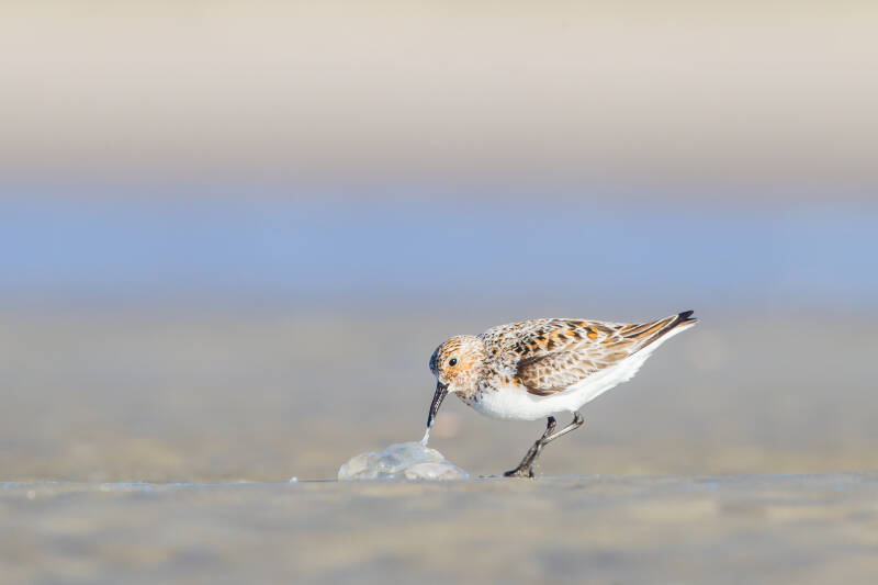 -DrieteenstrandloperSanderlingCalidrisalbasummerplumagefeedingonjellyfishonthebeach-2105301875.jpg