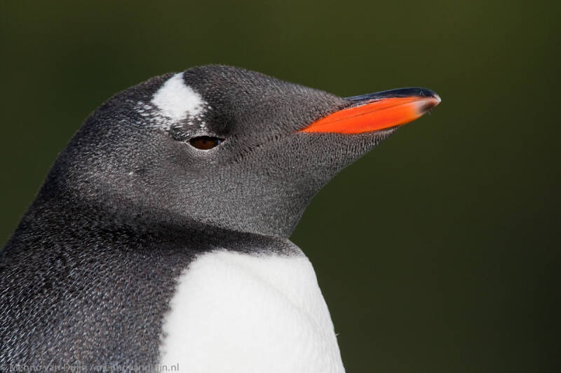 22GentooPenguinSouthGeorgiaMvDIMG_2011_04_03_5375.jpg