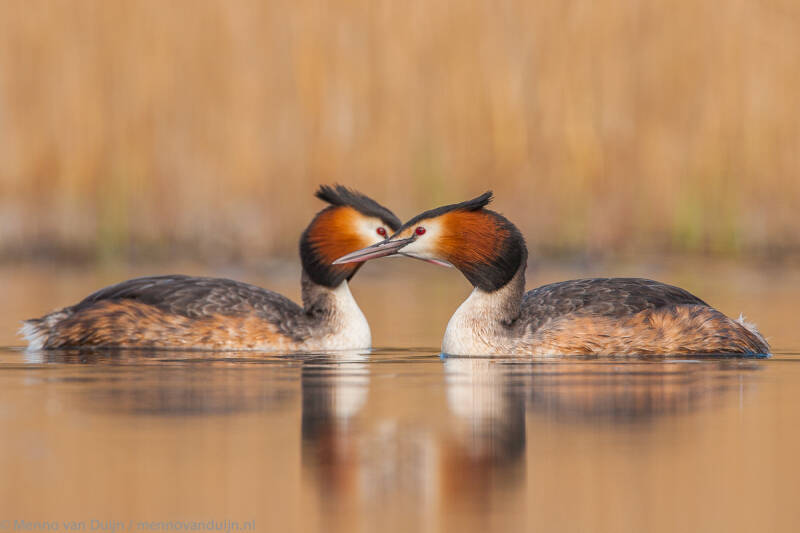 GreatCrestedGrebeWassenaarNetherlandsMay2007MennovanDuijnIMG_3352.jpg