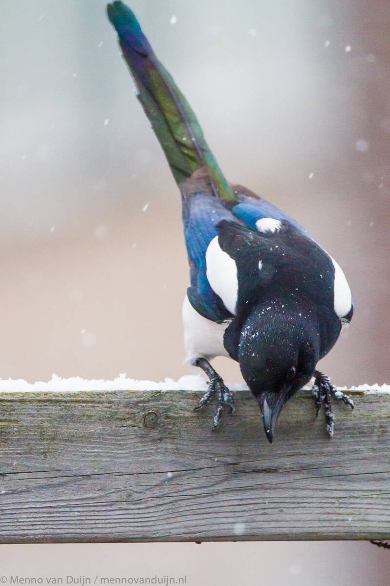 MagpiePicapicaingardenonbeaminsnowNL-2101166345.jpg