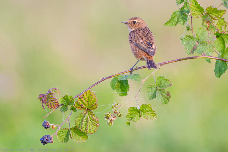 StonechatKatwijkNetherlandsSeptember2008MennovanDuijn_L4Z6995.jpg
