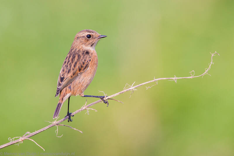 StonechatKatwijkNetherlandsSeptember2008MennovanDuijn_L4Z7197.jpg