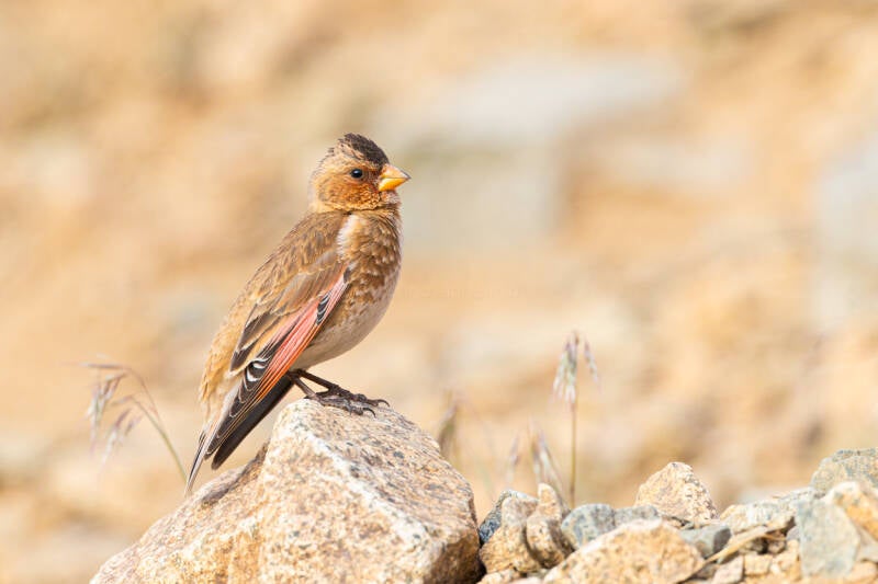 atlasbergvink-african-crimson-winged-finch-rhodopechys-alienus-5614-standard-j2mtjg.jpg