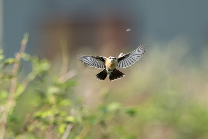 aziatische-roodborsttapuit-siberian-stonechat-saxicola-maurus-15-standard.jpg
