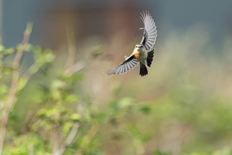 aziatische-roodborsttapuit-siberian-stonechat-saxicola-maurus-17-standard-i2ypmw.jpg