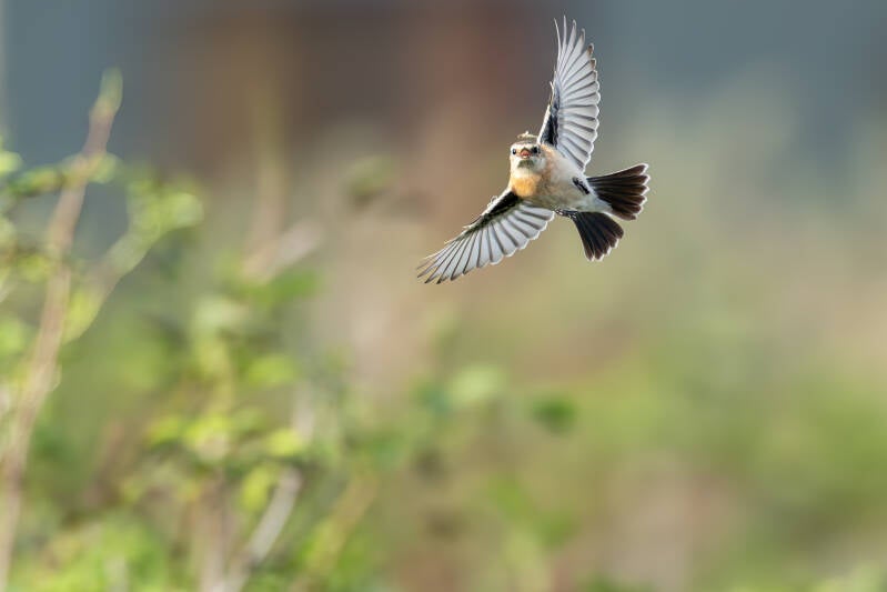 aziatische-roodborsttapuit-siberian-stonechat-saxicola-maurus-19-standard.jpg