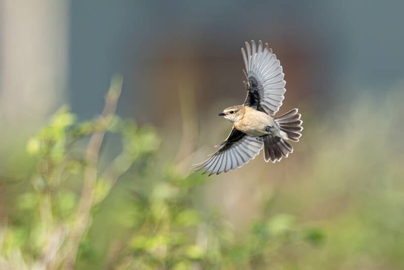 aziatische-roodborsttapuit-siberian-stonechat-saxicola-maurus-23-standard.jpg