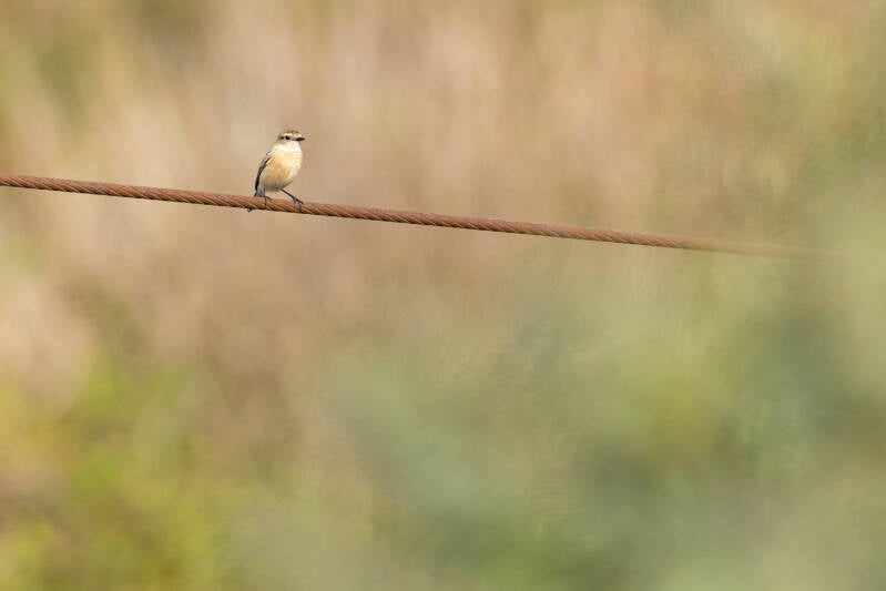 aziatische-roodborsttapuit-siberian-stonechat-saxicola-maurus-33-standard.jpg