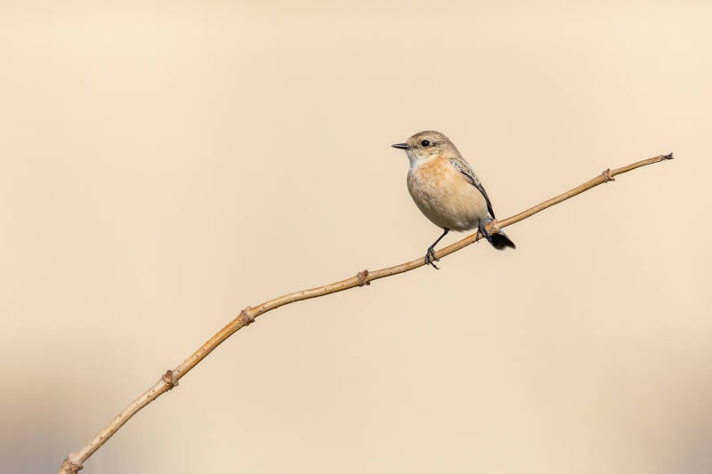 aziatische-roodborsttapuit-siberian-stonechat-saxicola-maurus-52-standard.jpg