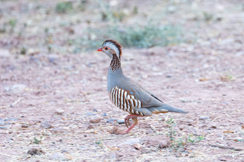 barbarijse-patrijs-barbary-partridge-alectoris-barbara-9212-enhanced-nr-standard.jpg