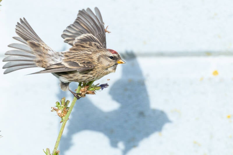 barmsijs-redpoll-carduela-flammea-105-standard.jpg