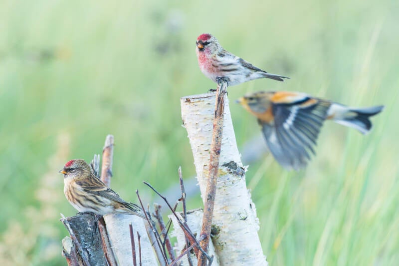 barmsijs-redpoll-carduela-flammea-14-standard.jpg