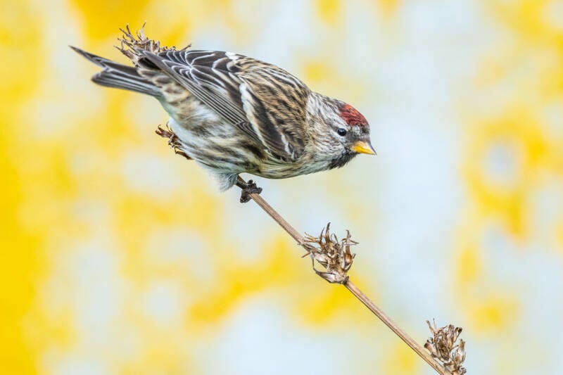 barmsijs-redpoll-carduela-flammea-181-standard-5cyoaw.jpg